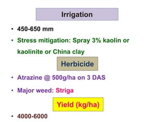 • 450-650 mm
• Stress mitigation: Spray 3% kaolin or
kaolinite or China clay
• Atrazine @ 500g/ha on 3 DAS
• Major weed: Striga
• 4000-6000
Irrigation
Herbicide
Yield (kg/ha)
 