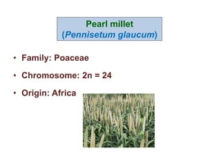 • Family: Poaceae
• Chromosome: 2n = 24
• Origin: Africa
Pearl millet
(Pennisetum glaucum)
 