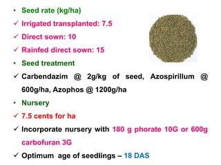 • Seed rate (kg/ha)
 Irrigated transplanted: 7.5
 Direct sown: 10
 Rainfed direct sown: 15
• Seed treatment
 Carbendazim @ 2g/kg of seed, Azospirillum @
600g/ha, Azophos @ 1200g/ha
• Nursery
 7.5 cents for ha
 Incorporate nursery with 180 g phorate 10G or 600g
carbofuran 3G
 Optimum age of seedlings – 18 DAS
 