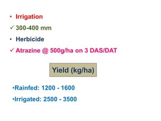 • Irrigation
 300-400 mm
• Herbicide
 Atrazine @ 500g/ha on 3 DAS/DAT
Yield (kg/ha)
•Rainfed: 1200 - 1600
•Irrigated: 2500 - 3500
 