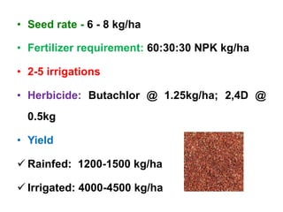 • Seed rate - 6 - 8 kg/ha
• Fertilizer requirement: 60:30:30 NPK kg/ha
• 2-5 irrigations
• Herbicide: Butachlor @ 1.25kg/ha; 2,4D @
0.5kg
• Yield
 Rainfed: 1200-1500 kg/ha
 Irrigated: 4000-4500 kg/ha
 