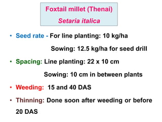 Foxtail millet (Thenai)
Setaria italica
• Seed rate - For line planting: 10 kg/ha
Sowing: 12.5 kg/ha for seed drill
• Spacing: Line planting: 22 x 10 cm
Sowing: 10 cm in between plants
• Weeding: 15 and 40 DAS
• Thinning: Done soon after weeding or before
20 DAS
 