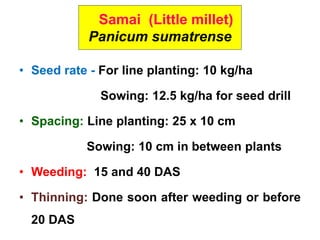Samai (Little millet)
Panicum sumatrense
• Seed rate - For line planting: 10 kg/ha
Sowing: 12.5 kg/ha for seed drill
• Spacing: Line planting: 25 x 10 cm
Sowing: 10 cm in between plants
• Weeding: 15 and 40 DAS
• Thinning: Done soon after weeding or before
20 DAS
 