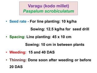 Varagu (kodo millet)
Paspalum scrobiculatum
• Seed rate - For line planting: 10 kg/ha
Sowing: 12.5 kg/ha for seed drill
• Spacing: Line planting: 45 x 10 cm
Sowing: 10 cm in between plants
• Weeding: 15 and 40 DAS
• Thinning: Done soon after weeding or before
20 DAS
 