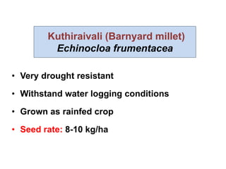Kuthiraivali (Barnyard millet)
Echinocloa frumentacea
• Very drought resistant
• Withstand water logging conditions
• Grown as rainfed crop
• Seed rate: 8-10 kg/ha
 