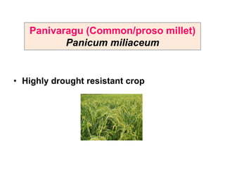 Panivaragu (Common/proso millet)
Panicum miliaceum
• Highly drought resistant crop
 