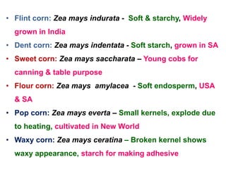 • Flint corn: Zea mays indurata - Soft & starchy, Widely
grown in India
• Dent corn: Zea mays indentata - Soft starch, grown in SA
• Sweet corn: Zea mays saccharata – Young cobs for
canning & table purpose
• Flour corn: Zea mays amylacea - Soft endosperm, USA
& SA
• Pop corn: Zea mays everta – Small kernels, explode due
to heating, cultivated in New World
• Waxy corn: Zea mays ceratina – Broken kernel shows
waxy appearance, starch for making adhesive
 