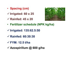 • Spacing (cm)
 Irrigated: 60 x 25
 Rainfed: 45 x 20
• Fertilizer schedule (NPK kg/ha)
 Irrigated: 135:62.5:50
 Rainfed: 60:30:30
 FYM: 12.5 t/ha
 Azospirillum @ 600 g/ha
 