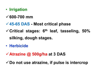 • Irrigation
600-700 mm
45-65 DAS - Most critical phase
Critical stages: 6th leaf, tasseling, 50%
silking, dough stages.
• Herbicide
Atrazine @ 500g/ha at 3 DAS
Do not use atrazine, if pulse is intercrop
 
