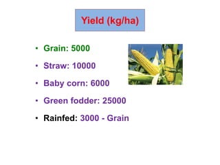 • Grain: 5000
• Straw: 10000
• Baby corn: 6000
• Green fodder: 25000
• Rainfed: 3000 - Grain
Yield (kg/ha)
 