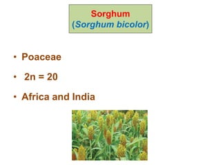 • Poaceae
• 2n = 20
• Africa and India
Sorghum
(Sorghum bicolor)
 