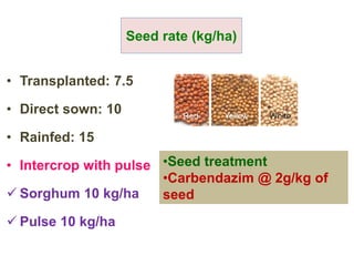 • Transplanted: 7.5
• Direct sown: 10
• Rainfed: 15
• Intercrop with pulse
 Sorghum 10 kg/ha
 Pulse 10 kg/ha
Seed rate (kg/ha)
•Seed treatment
•Carbendazim @ 2g/kg of
seed
 