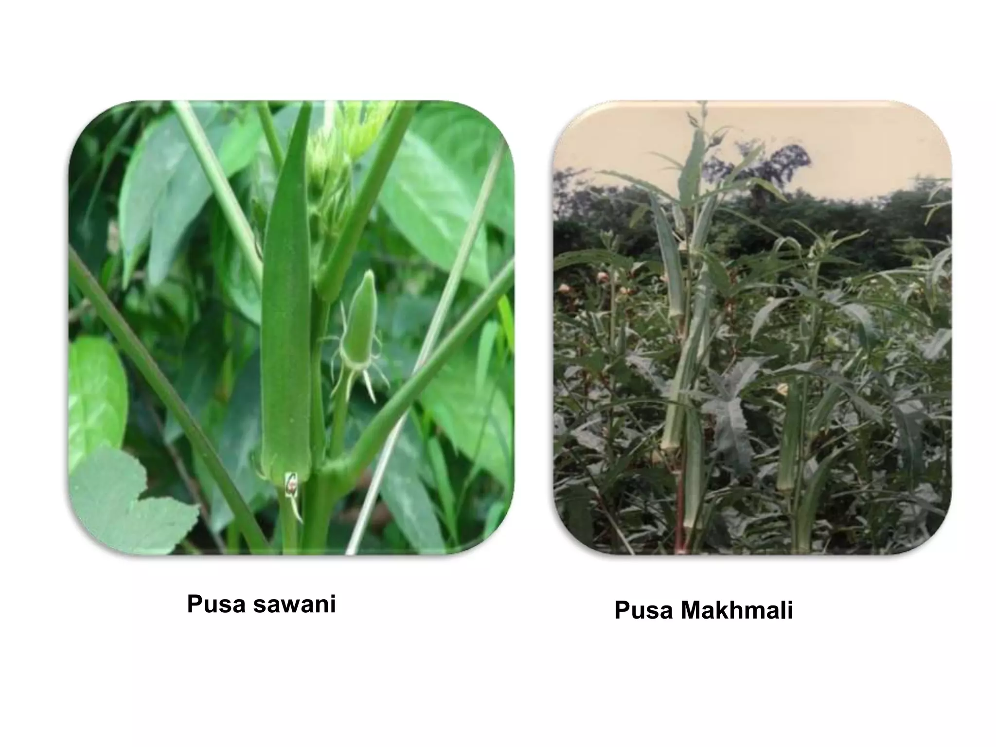 Production technology of okra | PPTX
