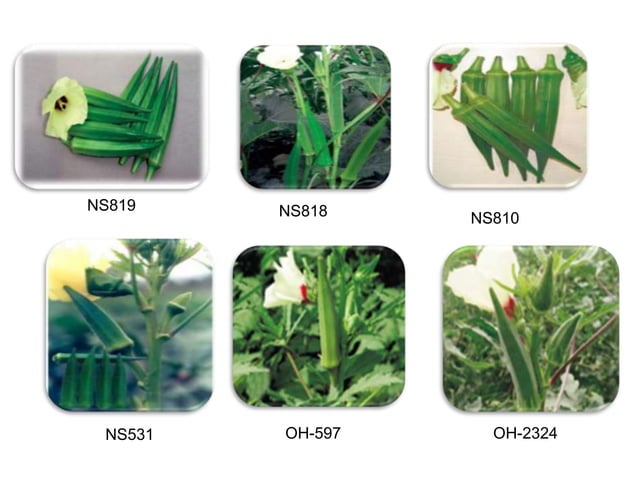 Production technology of okra | PPTX