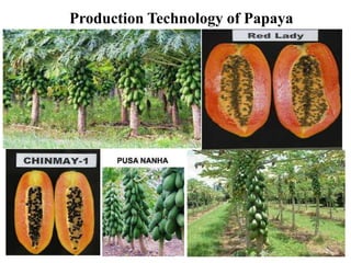 Production Technology of Papaya
 