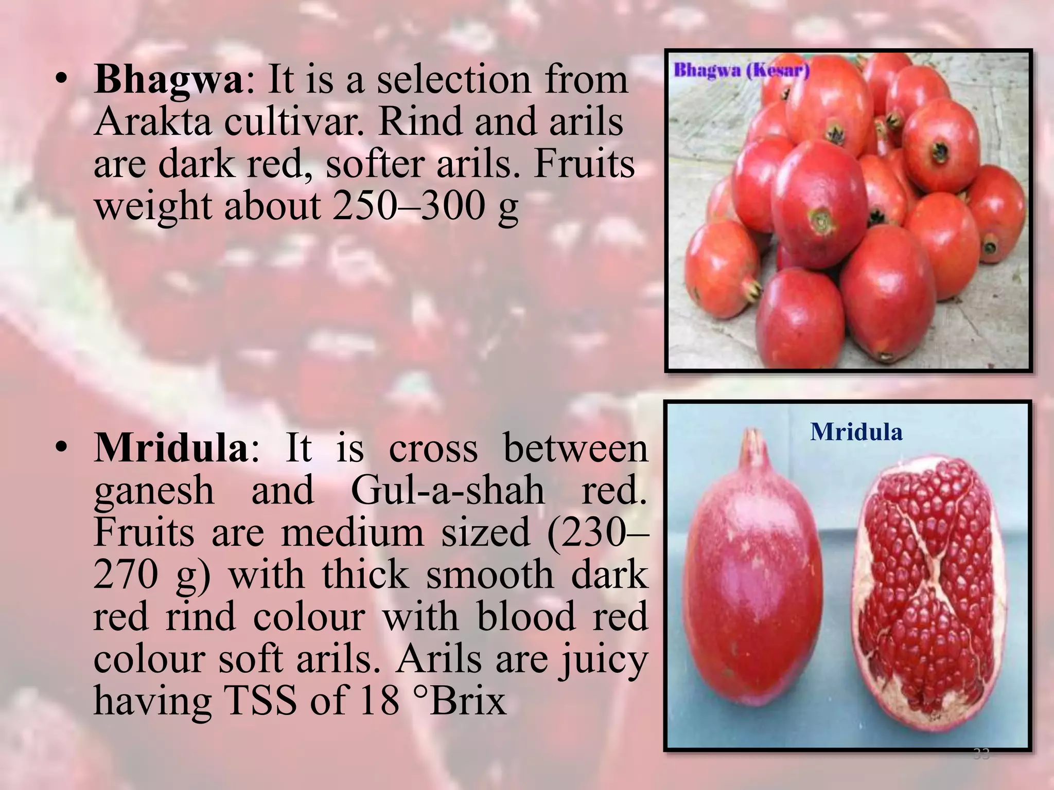 Gul Rind1 Production technology of pomegranate | PPTX