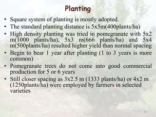 Production technology of pomegranate | PPTX