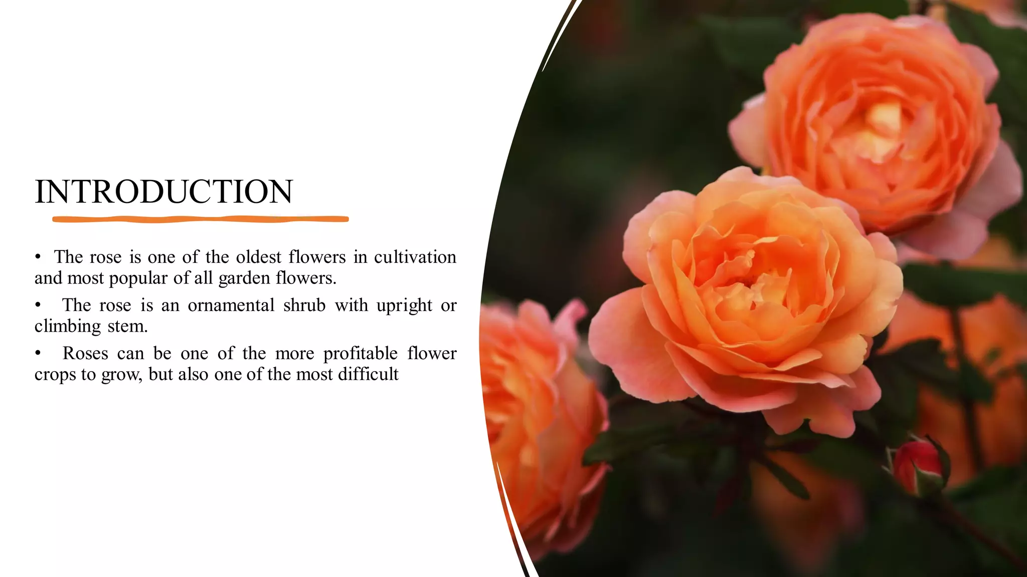 PRODUCTION TECHNOLOGY OF ROSES.pdf