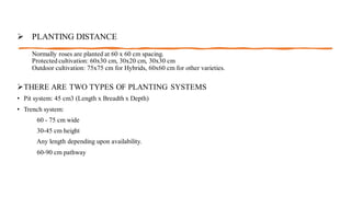 PRODUCTION TECHNOLOGY OF ROSES.pdf