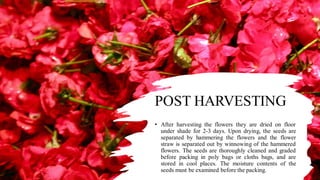 PRODUCTION TECHNOLOGY OF ROSES.pdf