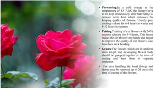 Cooling Process Roses Storage PRODUCTION TECHNOLOGY OF ROSES.pdf