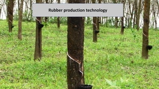 Rubber production technology
 