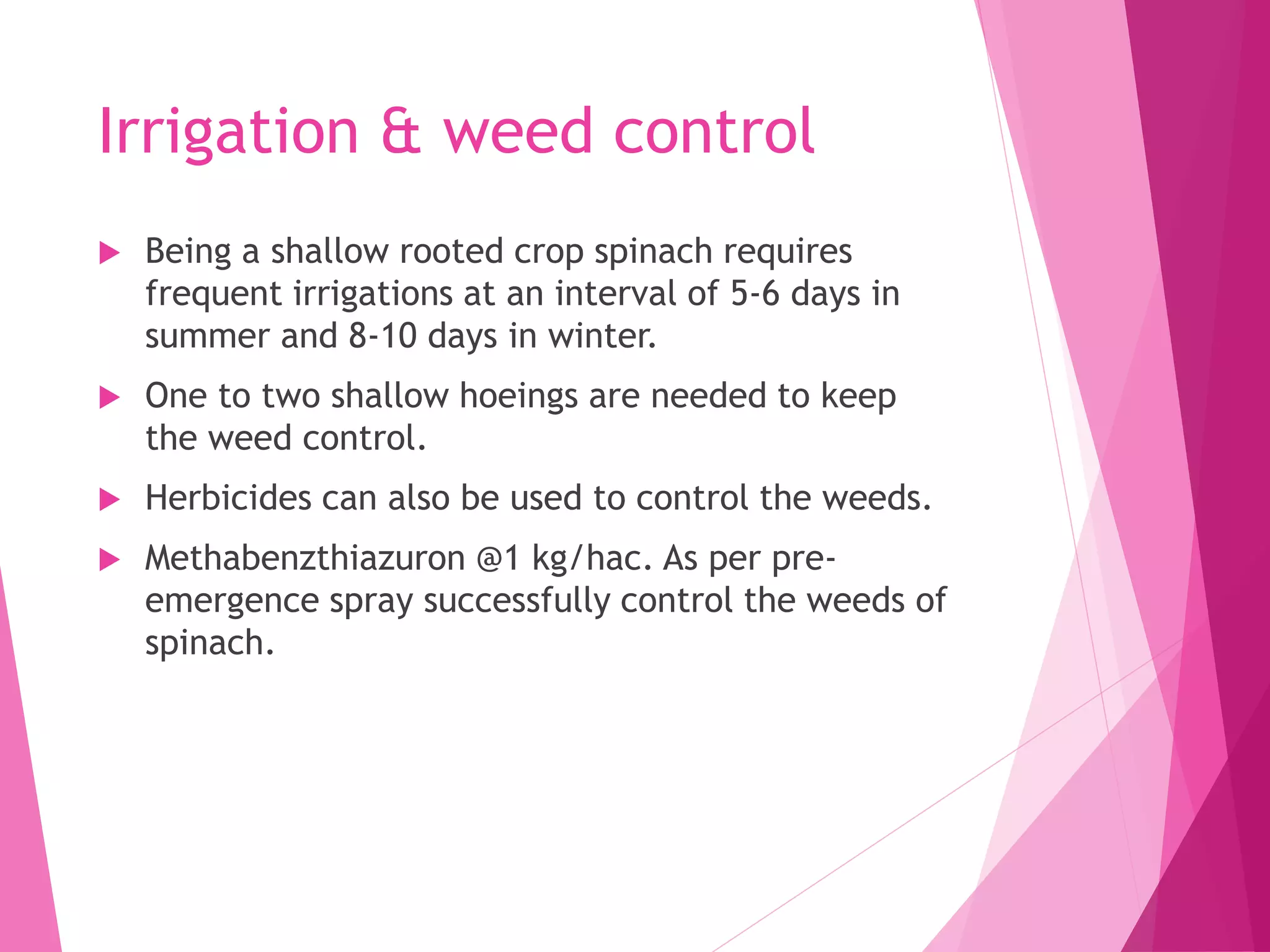 Irrigation & weed control
 Being a shallow rooted crop spinach requires
frequent irrigations at an interval of 5-6 days in
summer and 8-10 days in winter.
 One to two shallow hoeings are needed to keep
the weed control.
 Herbicides can also be used to control the weeds.
 Methabenzthiazuron @1 kg/hac. As per pre-
emergence spray successfully control the weeds of
spinach.
 