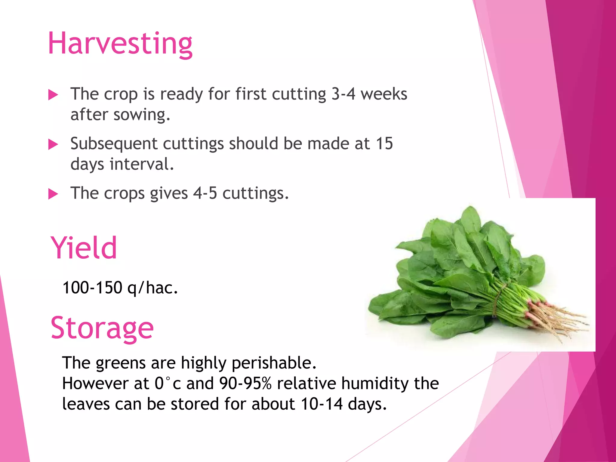 Harvesting
 The crop is ready for first cutting 3-4 weeks
after sowing.
 Subsequent cuttings should be made at 15
days interval.
 The crops gives 4-5 cuttings.
Yield
100-150 q/hac.
Storage
The greens are highly perishable.
However at 0°c and 90-95% relative humidity the
leaves can be stored for about 10-14 days.
 