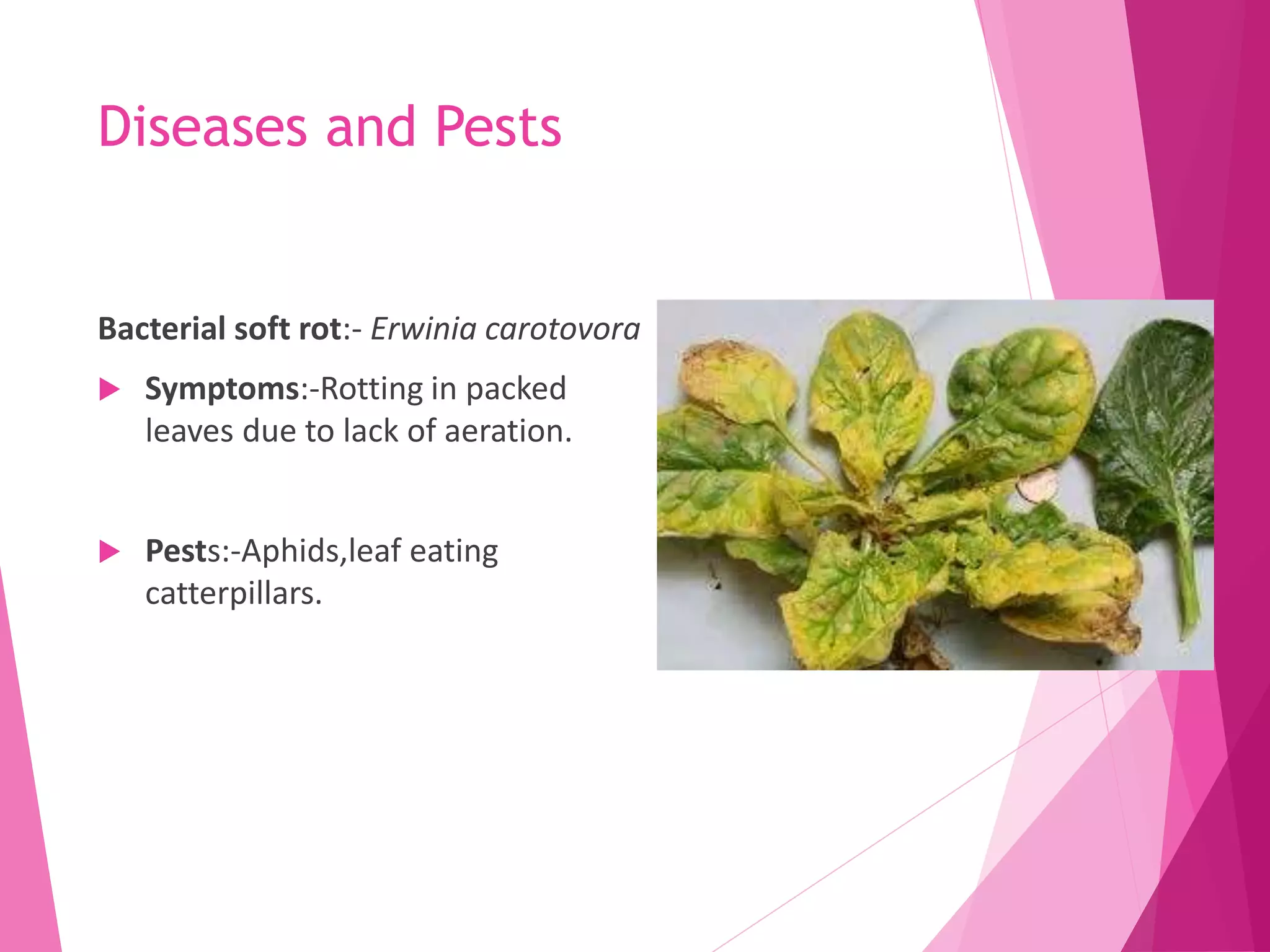 Diseases and Pests
Bacterial soft rot:- Erwinia carotovora
 Symptoms:-Rotting in packed
leaves due to lack of aeration.
 Pests:-Aphids,leaf eating
catterpillars.
 