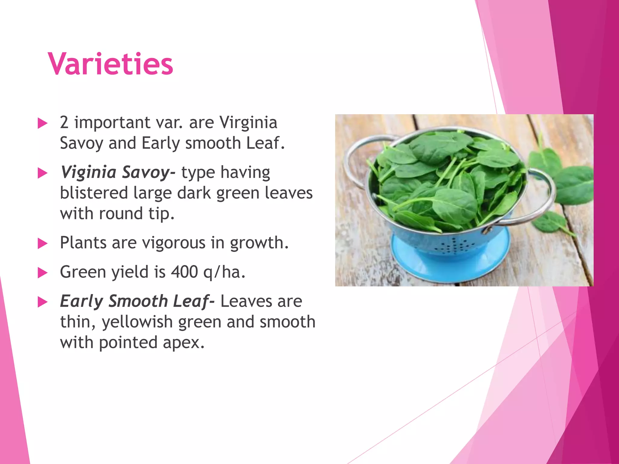 Varieties
 2 important var. are Virginia
Savoy and Early smooth Leaf.
 Viginia Savoy- type having
blistered large dark green leaves
with round tip.
 Plants are vigorous in growth.
 Green yield is 400 q/ha.
 Early Smooth Leaf- Leaves are
thin, yellowish green and smooth
with pointed apex.
 