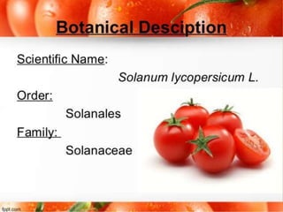Production technology of tomato (Solanum lycopersicum L.) | PPT