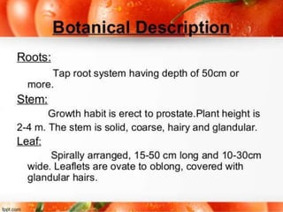 Production technology of tomato (Solanum lycopersicum L.) | PPT