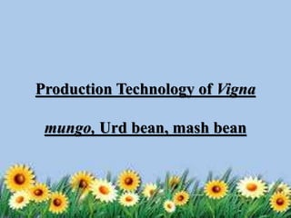 Production Technology of Vigna
mungo, Urd bean, mash bean
 