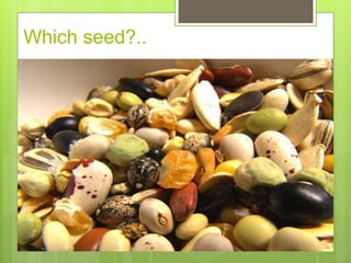 Which seed?..
 