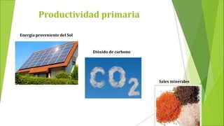 Productividad primaria
Energía proveniente del Sol
Dióxido de carbono
Sales minerales
 