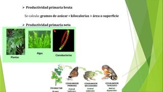 Productividad primaria bruta
Se calcula: gramos de azúcar • kilocalorías ÷ área o superficie
 Productividad primaria neta
 