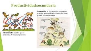 Productividadsecundaria
Heterótrofos son los que se
alimentan de otros organismos.
Consumidores los animales no pueden
producir su comida, ellos deben de comer
plantas u otros animales.
 