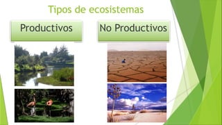 Tipos de ecosistemas
No ProductivosProductivos
 