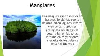 Manglares
Los manglares son especies de
bosques de plantas que se
desarrollan en lagunas, riberas
y en costas tropicales
protegidas del oleaje. se
desarrollan en las zonas
intermareales y terrenos
anegados de los deltas y
estuarios litorales
 
