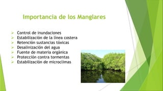 Importancia de los Manglares
 Control de inundaciones
 Estabilización de la línea costera
 Retención sustancias tóxicas
 Desalinización del agua
 Fuente de materia orgánica
 Protección contra tormentas
 Estabilización de microclimas
 