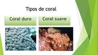 Tipos de coral
Coral suave
Coral duro Coral suave
 