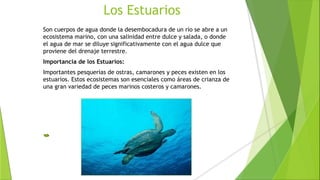 Los Estuarios
Son cuerpos de agua donde la desembocadura de un río se abre a un
ecosistema marino, con una salinidad entre dulce y salada, o donde
el agua de mar se diluye significativamente con el agua dulce que
proviene del drenaje terrestre.
Importancia de los Estuarios:
Importantes pesquerías de ostras, camarones y peces existen en los
estuarios. Estos ecosistemas son esenciales como áreas de crianza de
una gran variedad de peces marinos costeros y camarones.
 