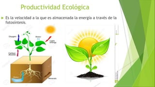 Productividad Ecológica
 Es la velocidad a la que es almacenada la energía a través de la
fotosíntesis.
 