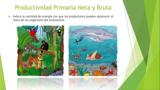 Productividad Primaria Neta y Bruta
 Indica la cantidad de energía con que los productores pueden abastecer al
resto de los organismo del ecosistema.
 