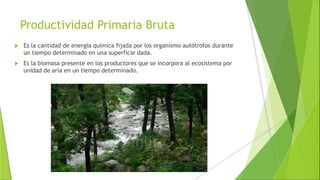 Productividad Primaria Bruta
 Es la cantidad de energía química fijada por los organismo autótrofos durante
un tiempo determinado en una superficie dada.
 Es la biomasa presente en los productores que se incorpora al ecosistema por
unidad de aria en un tiempo determinado.
 