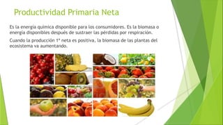 Productividad Primaria Neta
Es la energía química disponible para los consumidores. Es la biomasa o
energía disponibles después de sustraer las pérdidas por respiración.
Cuando la producción 1ª neta es positiva, la biomasa de las plantas del
ecosistema va aumentando.
 