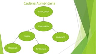Cadena Alimentaria
TILAPIA
COCODRILO
ZOOPLANTON
FLAMENCO
Ser Humano
FITOPLANTON
 