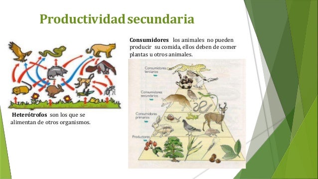 Productividad ecologica