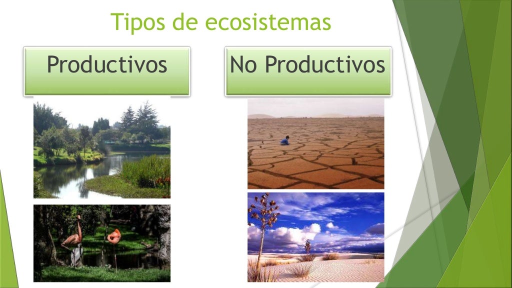 Productividad ecologica