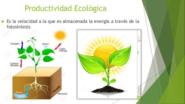 Productividad ecologica